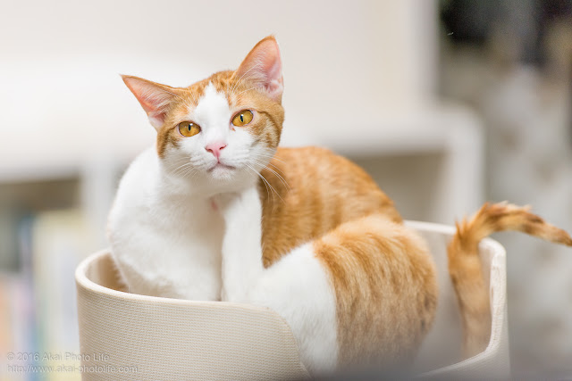 猫カフェ 西国分寺シェルターにいた茶白の猫がキャットタワーで毛繕いをしている写真