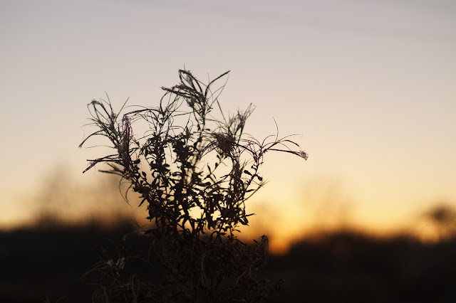 winter sunsets and mist in the Norfolk countryside