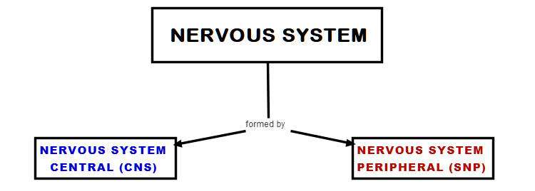 First step to make a conceptual map of the nervous system: prioritize the most important concepts.