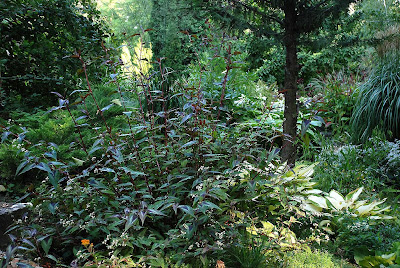 Persicaria microcephala 'Red Dragon'