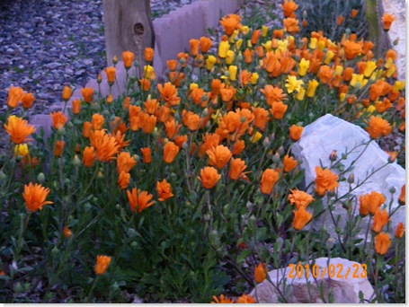 sleeping flowers