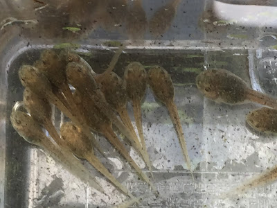 √ オタマジャクシ 飼い方 185711-オタマジャクシ 飼い方