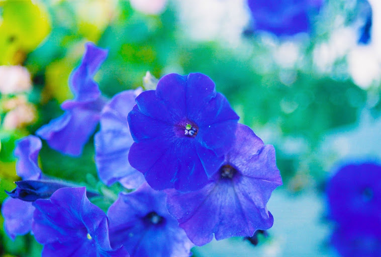 Blue Petals Afloat