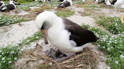 Foto burung albatros atau elang laut