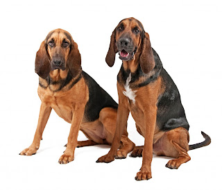 Bloodhounds Wallpaper