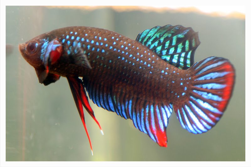 Betta Fish