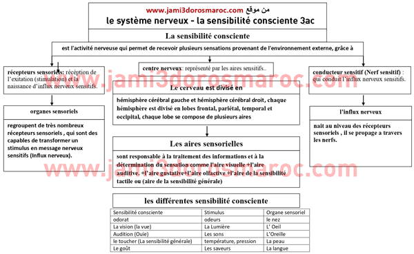 تلخيص درس le système nerveux pdf