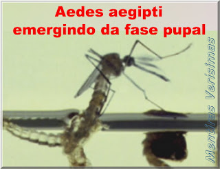 Foto de um mosquito adulto Aedes aegypti emergindo da fase pupal