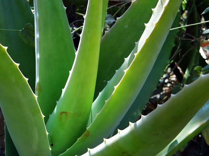 Health benefits of using Aloe Vera plant.