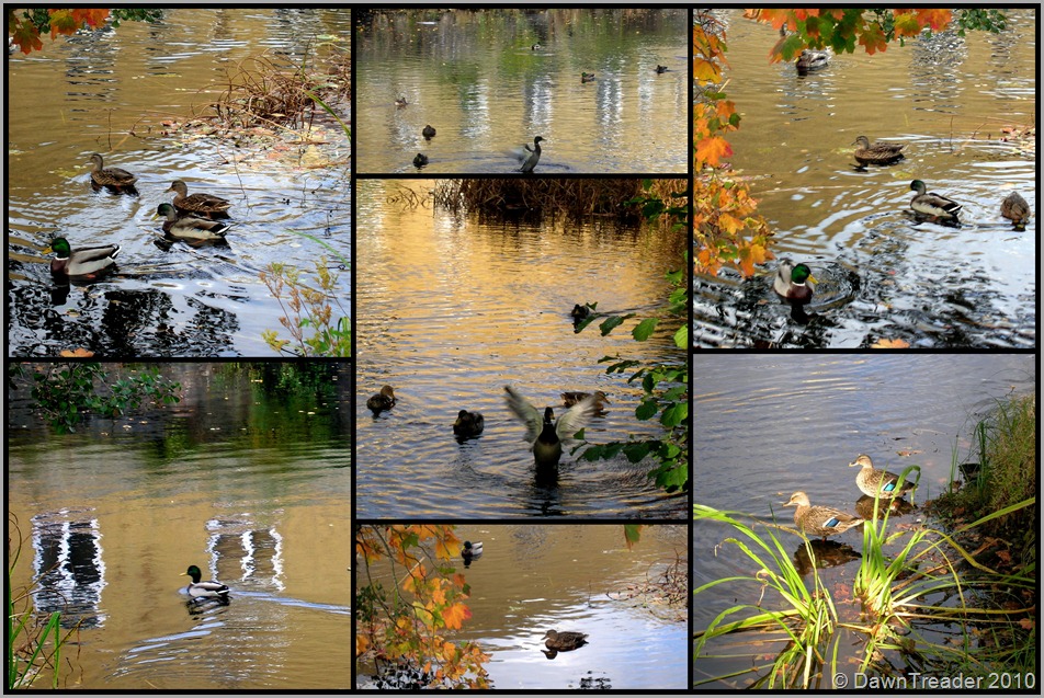 2010-10-021 Mallards