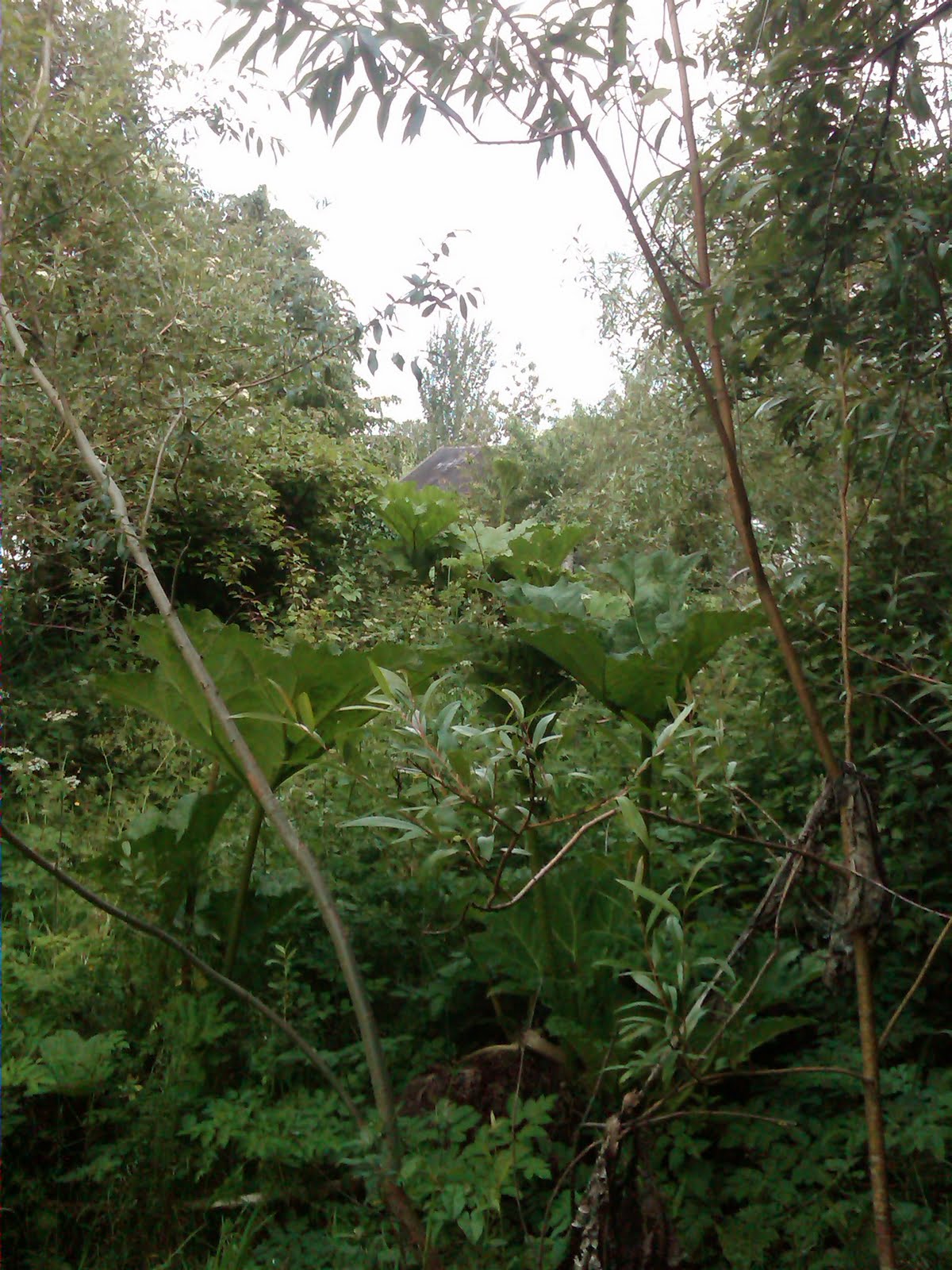  this hidden boardwalk garden for days, hard to believe its Ireland