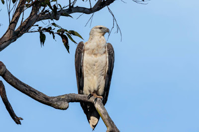 white-bellied