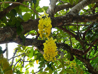 Cytise indien - Cassier à fleurs jaunes - Casse fistuleuse - Cassia fistula