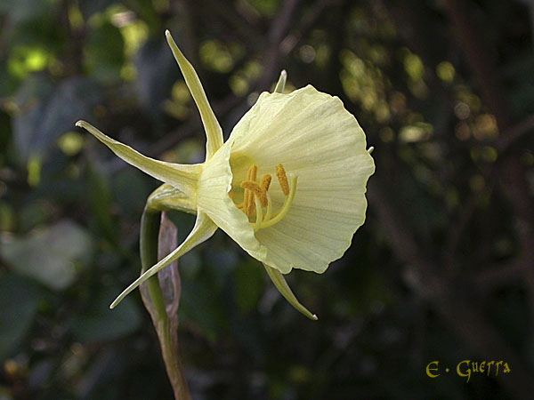 Narcissus bulbocodium var citrinus