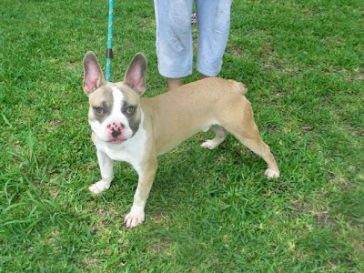 French Bulldog Boston Terrier Mix Needs Home @ New Orleans SHARE