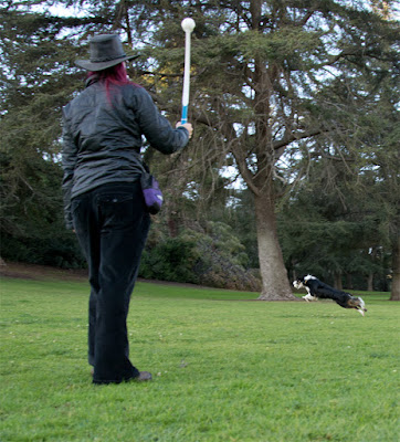 tennis ball launcher for dogs