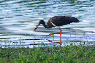 Wildlifefotografie Lippeaue Schwarzstorch Olaf Kerber