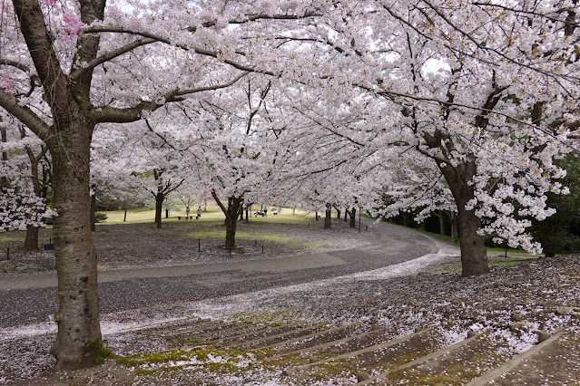 とっとり花回廊　桜の広場　ソメイヨシノ（染井吉野）