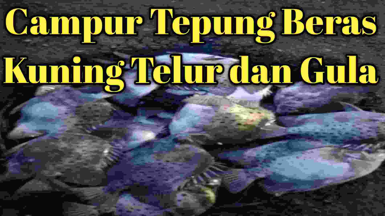 Cara Membuat Umpan Ikan Baronang Dari Tepung, Gula dan Kuning Telur