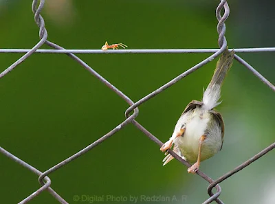 Tailor Bird