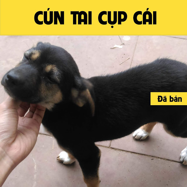 [Đã bán] Cún lai tai cụp ngoan ngoan