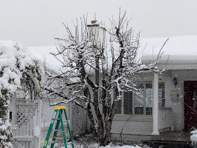 Pruning fruit trees in the winter
