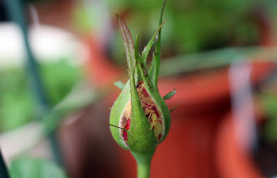 ホーカスポーカス　ミニバラ・薔薇