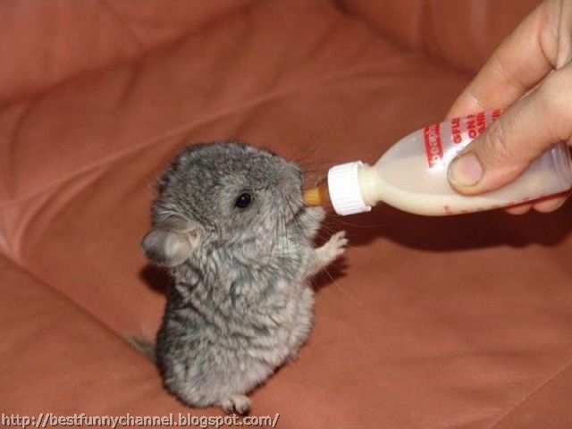 Small Chinchilla. 