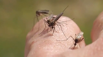 CONDADO DE MONTGOMERY, Texas  -- As autoridades confirmaram que um caso de vírus do Nilo Ocidental foi encontrado nas primeiras amostras de mosquitos da temporada de 2022 de The Woodlands