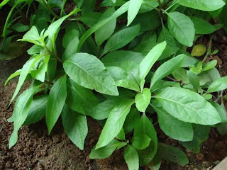 Daun Dewa (Gynura procumbens)