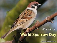 Sambutan Hari Burung Pipit Sedunia, World Sparrow Day