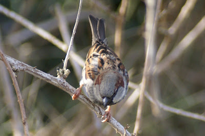 Mosk - Huismus - Passer domesticus