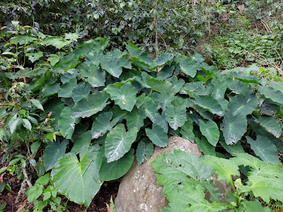 Xanthosoma Growing Along an Inca Trail