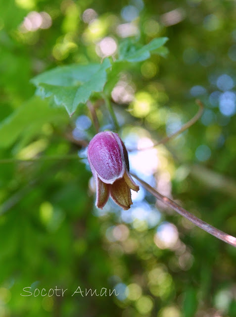 Clematis japonica