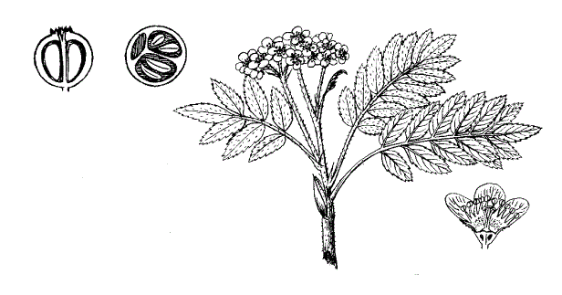 Рябина укороченная (Sorbus reducta)