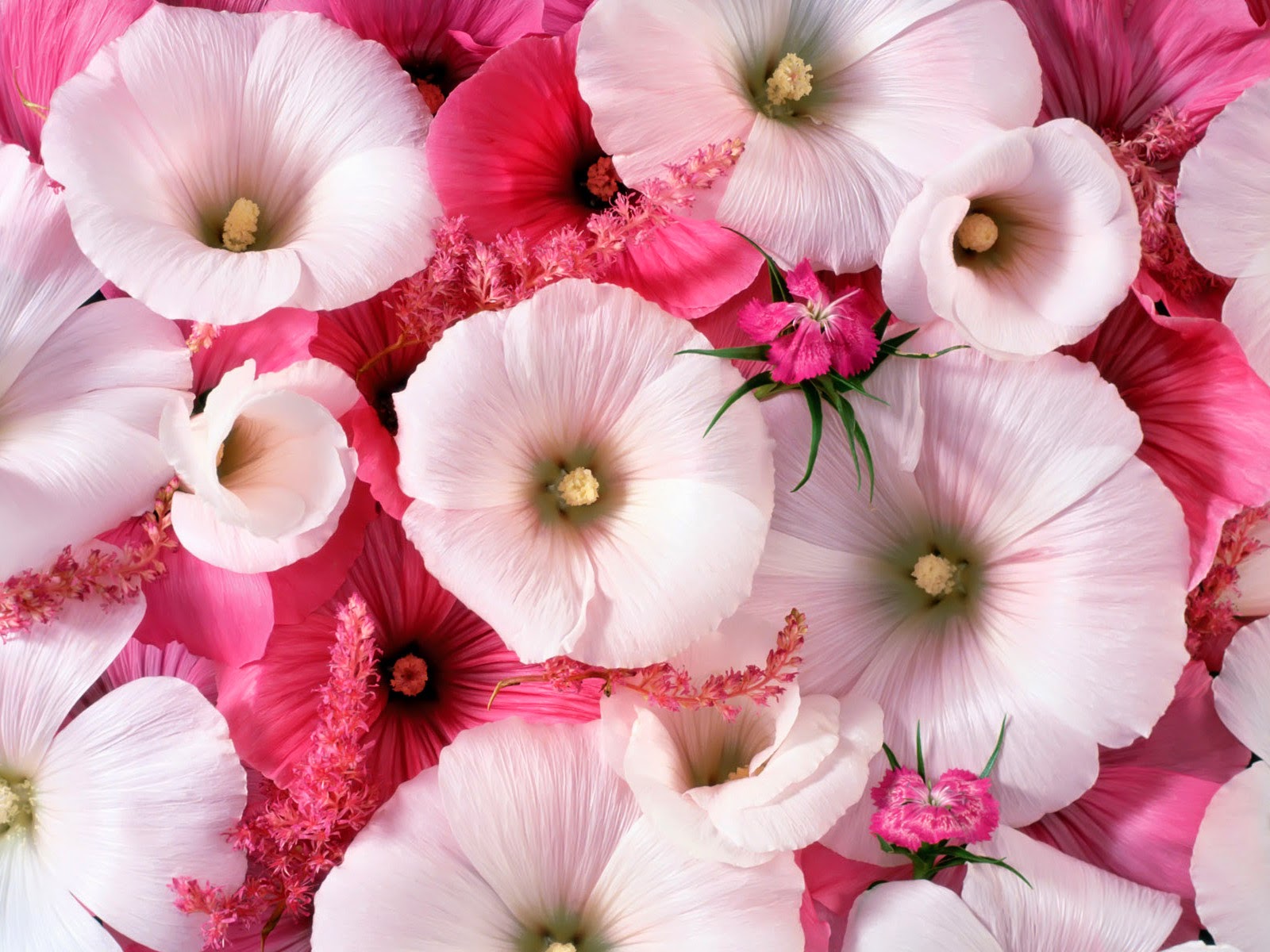 Romantic Pink Flowers