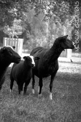 fotografie, natuur, dieren, boerderij, kinderboerderij, photography, nature, farm, animals