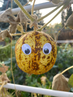 Lemon Cucumber with Eyes