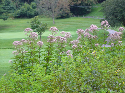 Maryland Native Plant - Joe Pye Weed