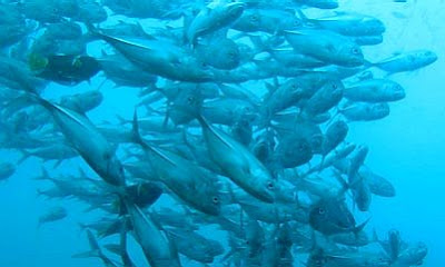 School of fish