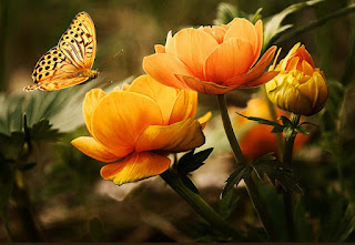 image-butterflly-flowers-yellow-orange