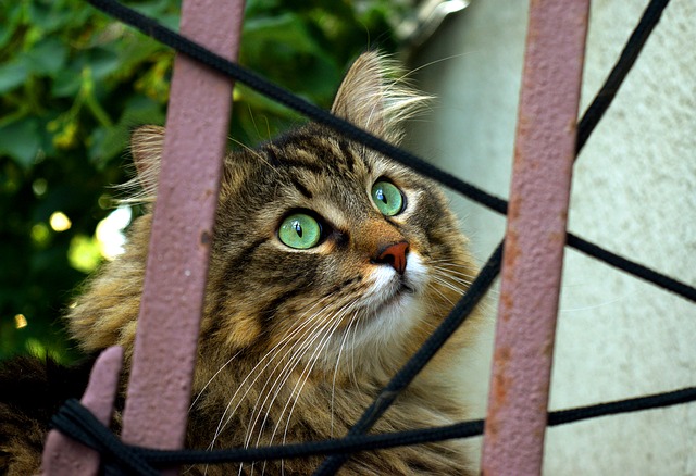 Cat Fenced In
