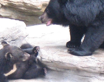 Moon Bear aka Asiatic Black Bear with her cub.