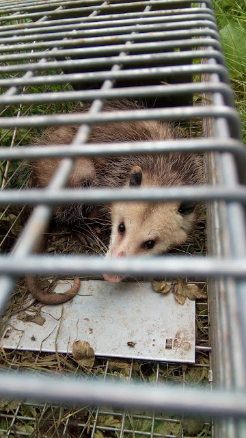 the possum is trapped in havahart trap. the cage is filthy with its feces and urine. 