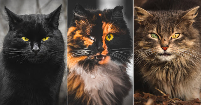 Photographer captures the wise faces of stray cats