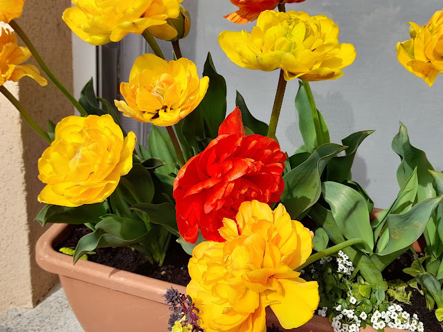 Tulipanes (Tulipa doble "Sun Lover").