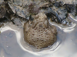 Bufo (Bufo) bufo DSC39282