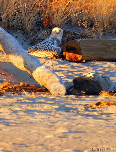 1. snowy owl-kab