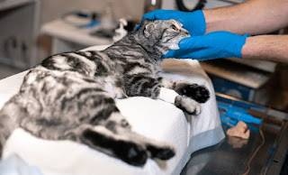 5 Manfaat Steril Pada Kucing yang Penting Untuk Diketahui