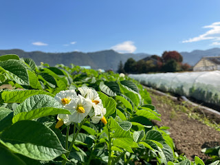 【20231020】ジャガイモの花